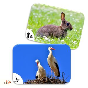 biodiversitup-aimation_plaquettes d_animaux (2)