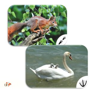 biodiversitup-aimation_plaquettes d_animaux (3)