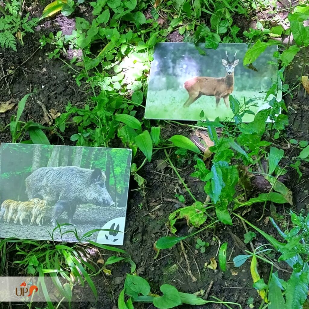 Plaquettes des animaux sauvages