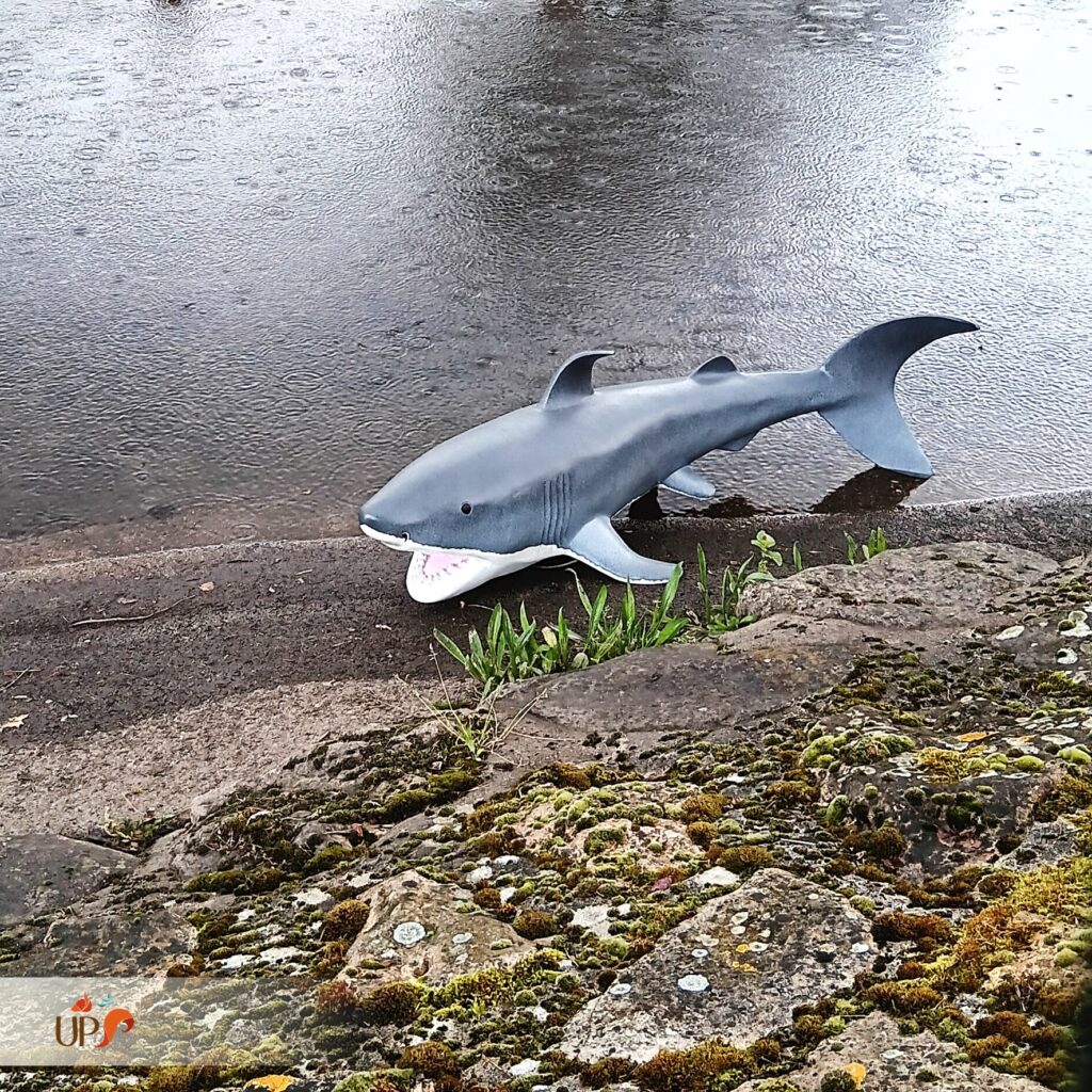 Animaux en résine, le requin