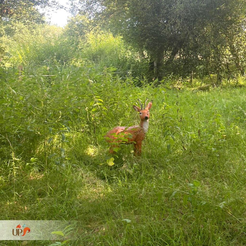 Animaux en résine, le chevreuil européen