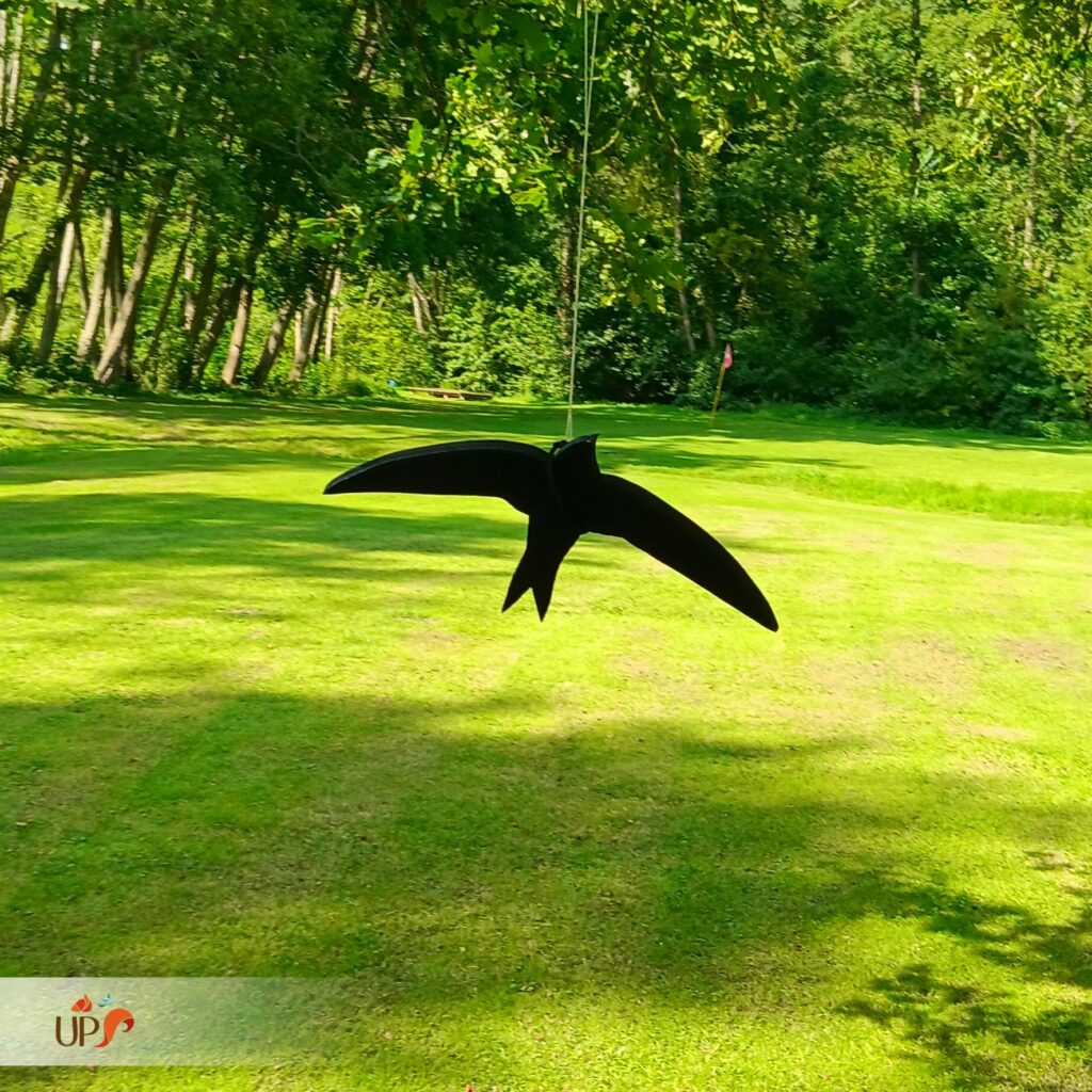 Silhouette des animaux, le martinet noir