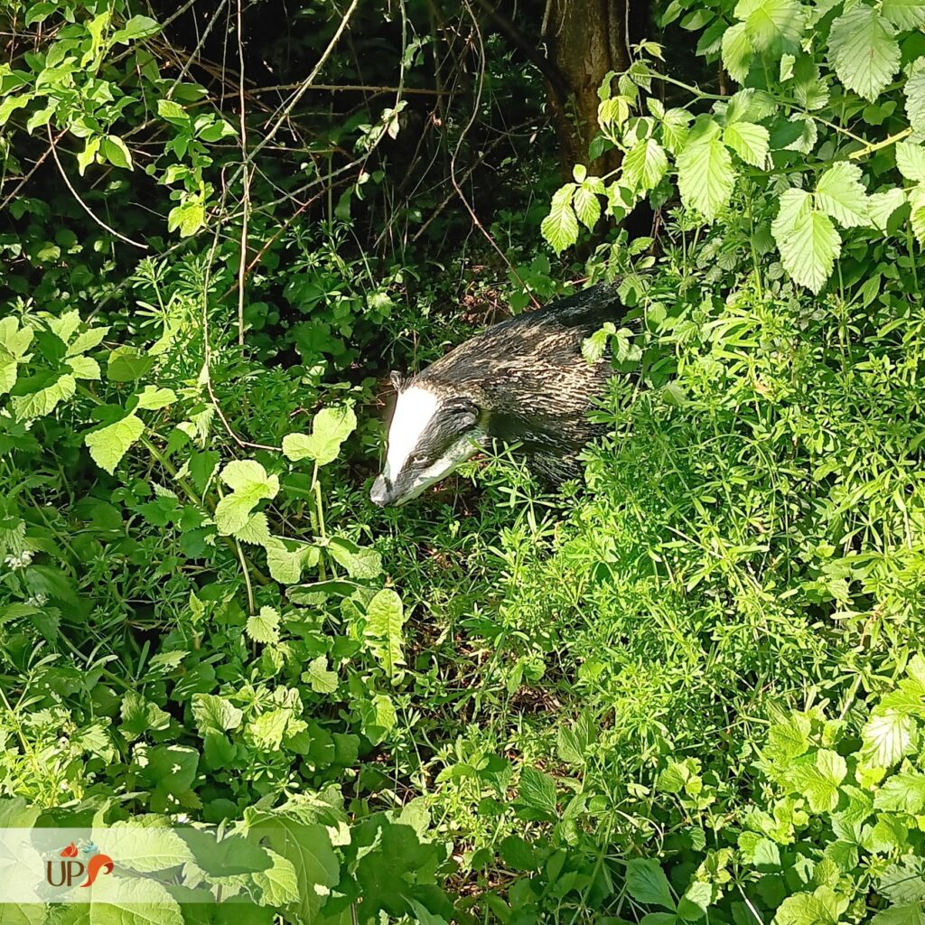 Animaux en résine, le blaireau européen